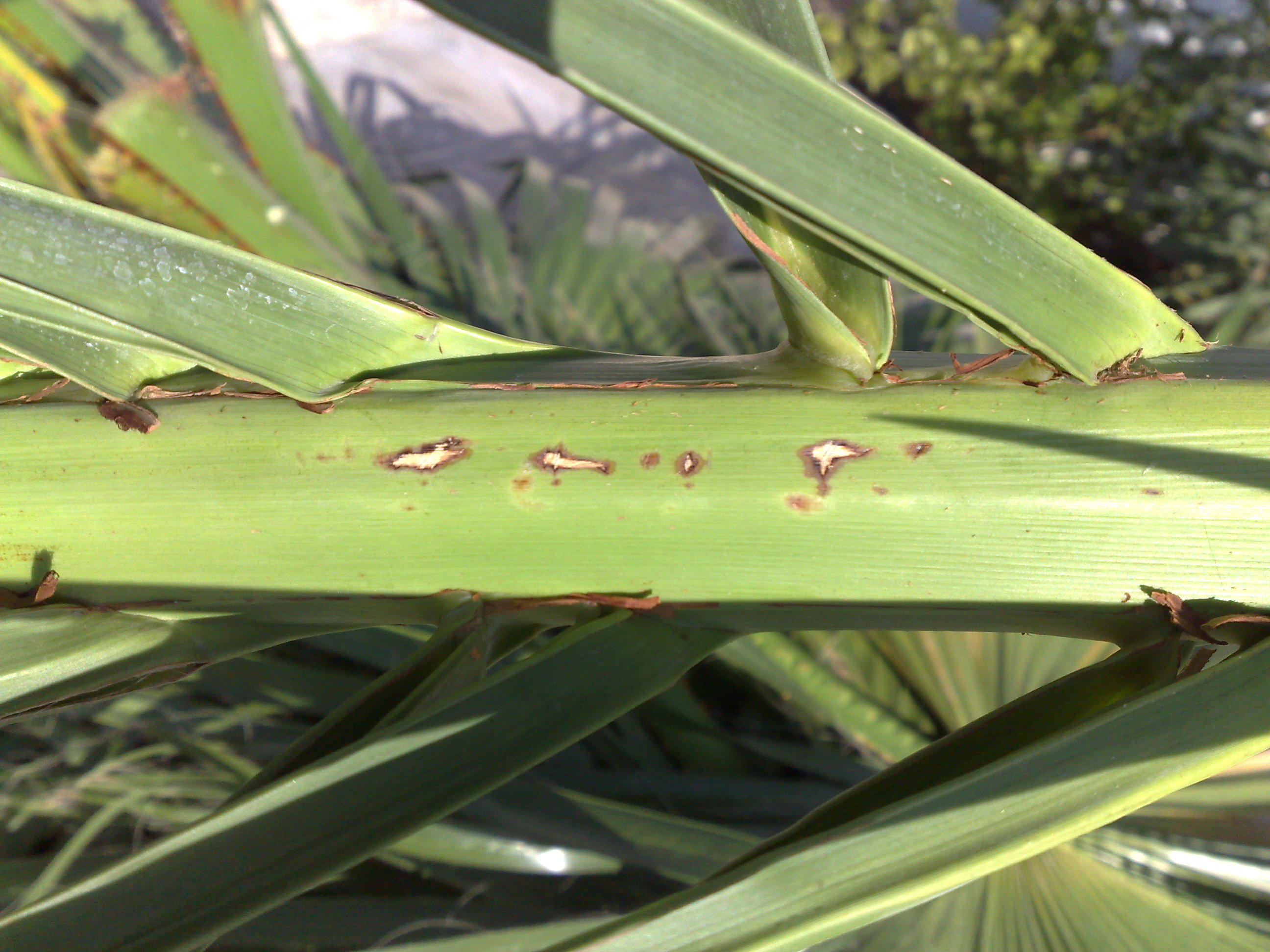 What is killing/eating my palms (CIDP and others) DISCUSSING PALM